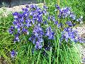 Rocky Mountain Iris / Iris  missouriensis 